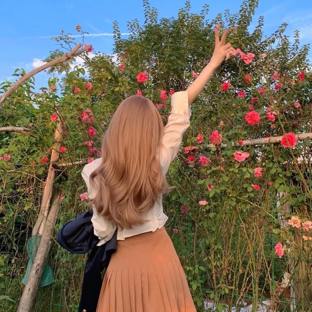 苦菜花